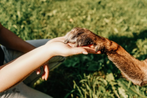 Cómo funciona un seguro para mascotas; imagen mostrando la unión y cariño que una persona le tiene a su mascota